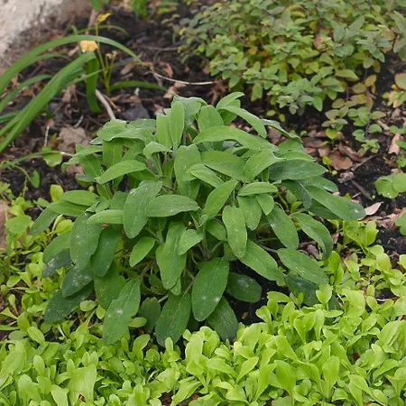 Con Cortile E Terrazza Sud Sardegna Appartamento Carbonia